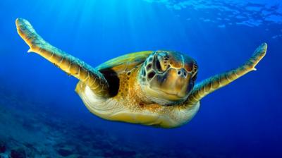 Green sea turtle