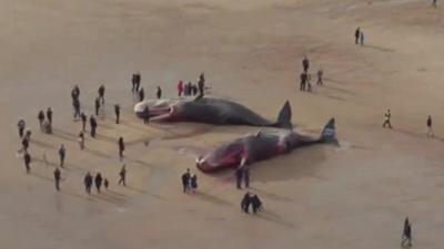 Aerial view of whales washed up on beach