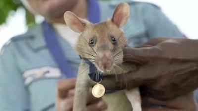 Landmine-detecting rat Magawa