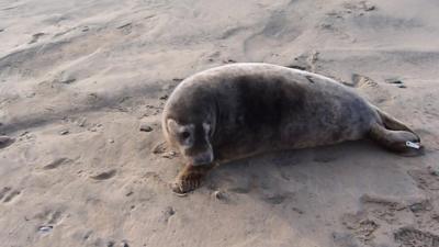 Orca the grey seal