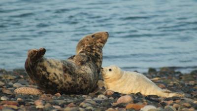 Seal and pup at South Walney Nature Reserve