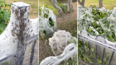 Webbing caused by caterpillars