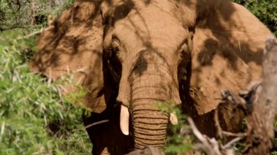 Elephants were caught eating bird nests on camera for the first time