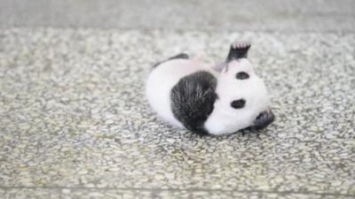 Baby panda