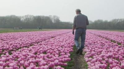 tulips