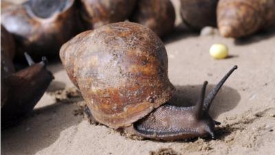 Giant African snail