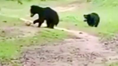 Bears at football game