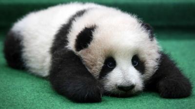 Panda cub