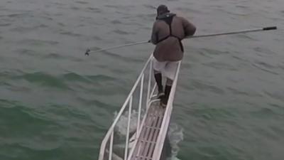 Shark surprises scientist