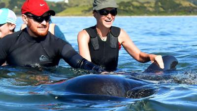 Volunteers helping pilot whales