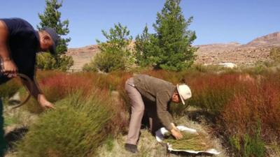 Farmers harvesting Rooibos plants