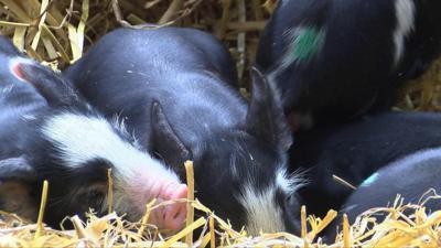 Piglets at the School Farm and Country Fair