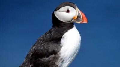 Puffin