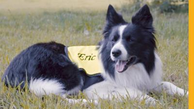 Eric is a therapy dog spreading happiness in his community and helping Karen recover from a stroke.