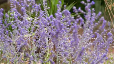 Plants at Beth Chatto's gardens in Essex