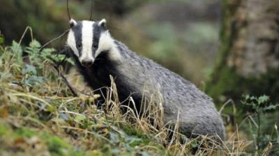 Badger