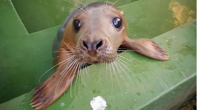 The animal sparked a complex rescue after getting trapped behind three tonne boulders near Port Talbot's steelworks