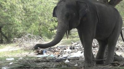 Elephant in Thailand