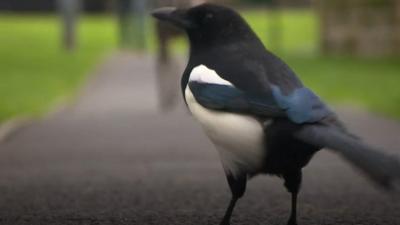 Mike the magpie