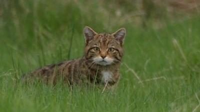 Scottish Wildcat