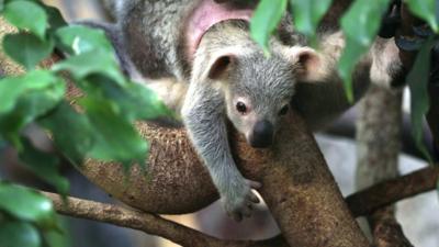 Cute Alert! Check out this baby koala