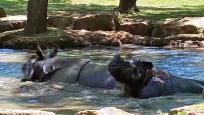 rhinos in a pond