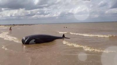 Inflatable whale on Norfolk beach