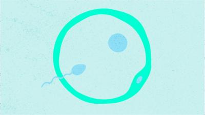 Sperm and egg illustration