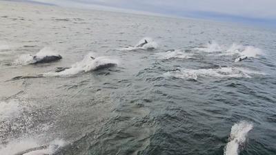 Dolphins off Girvan Harbour