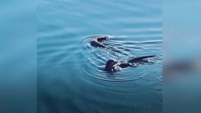 Otters on Ipswich Waterfront