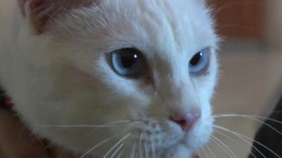 Russian cat chosen to predict World Cup games