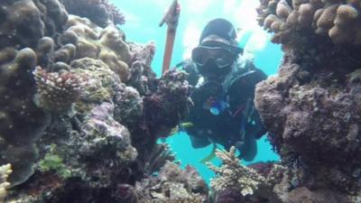 Diver at the Great Barrier Reef