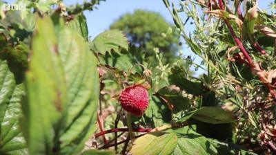 strawberry