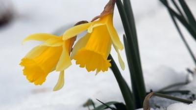 Daffodils in the snow