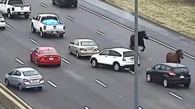 Horses on the loose trot down the motorway in the wrong direction