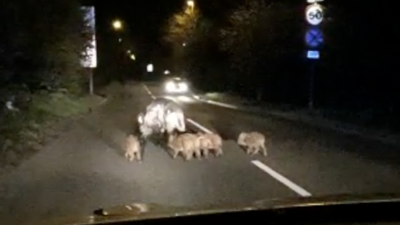 Pigs on the loose