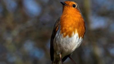 Bob the tame robin