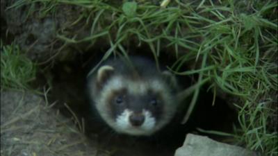 Polecat