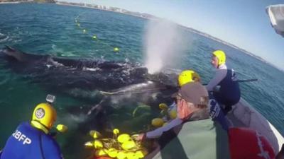 Whale rescue