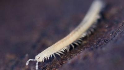 Millipede