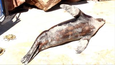 Sea lion rolls in sand