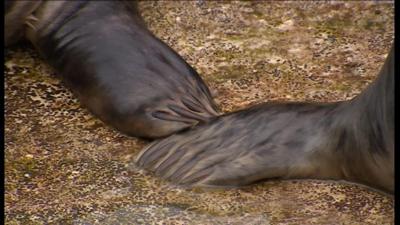 Seal pups