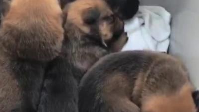 Puppies found inside a box in Sunderland need a surrogate mum