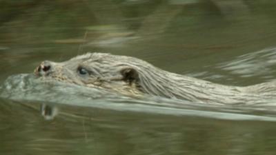 An otter swimming in a river.