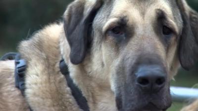 Kurt the Anatolian Shepherd