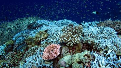 Coral reef with some bleaching