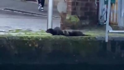 Otters have been filmed in Edinburgh city centre.