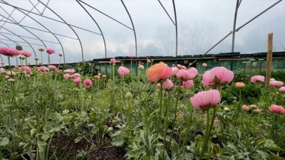 Flowers in a polytunnel