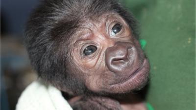 Baby gorilla