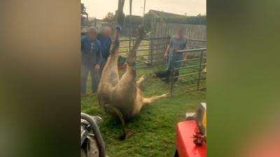 Bullock trapped in sinkhole being hoisted to safety